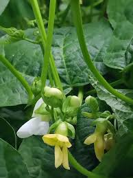 White Tarbais Bean Seeds for Garden Planting