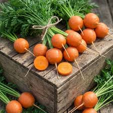 Premium Parisian Carrot Seeds  Ideal for Planting