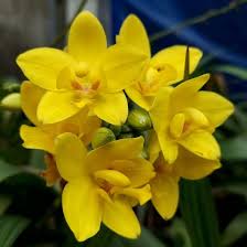 Yellow Phalaenopsis Orchid Plant Seeds for Planting