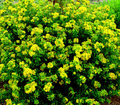 Euphorbia Lathyris Flower seeds for Planting - Sun Loving, Heirloom & GMO Free Seeds for Home Garden