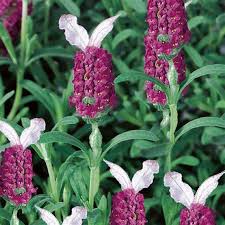 Red Lavender Planting Seeds for Beautiful Blooms