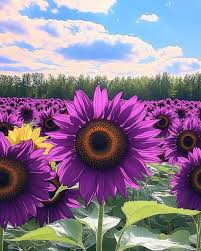 Violet Sunflower Flower Seeds for Planting Garden Favorite Heirloom & GMO Free Seeds for Home Garden
 
 Sale