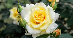 Yellow and White Rose Flower Seeds Planting for Colorful Gardens