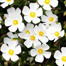 White Evening Primrose Flower Seeds for Planting - Seed for Captivating Nighttime Floral Beauty