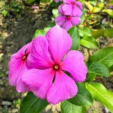Periwinkle Flower Seeds for Easy Planting