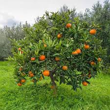 Orange Planting Seeds for Juicy Citrus Fruit - Grow Delicious Oranges