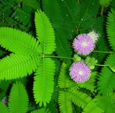 Planting Seeds: Green Mimosa Pudica