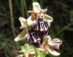 Mixed Ophrys Speculum Seeds for Planting Heirloom Non-GMO Seeds