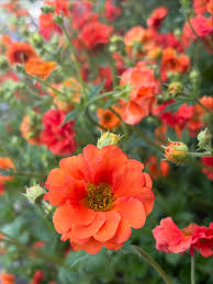 Geum Flower Planting Seeds  Vibrant Perennial Blooms for Your Garden - Evergrowseeds