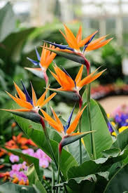 Orange Bird of Paradise Seeds for Planting - Exotic Blooms for Your Garden