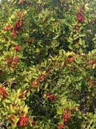 Terebinthifolius Seeds for Planting | Mixed Varieties