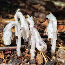Monotropa Uniflora Seeds - Planting the Enigmatic Indian Pipe Flower