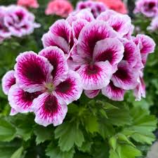 White Purple Pelargonium Flower Seeds for Planting Easy to Grow Heirloom & GMO Free Seeds for Home Garden
 
 Sale