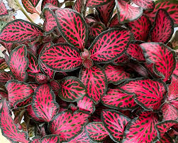 Red Fittonia Verschaffeltii Flower seeds for Planting - Easy to Grow, Heirloom & GMO Free Seeds for Home Garden
 
 Sale