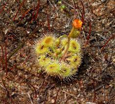 Drosera Glanduligera (Pimpernel Sundew) Flower seeds for Planting - Sun Loving, Heirloom & GMO Free Seeds for Home Garden
 
 Sale seeds for planting in home garden
