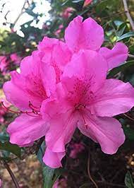 Pink Rhododendron Flower seeds for Planting - Sun Loving, Heirloom & GMO Free Seeds for Home Garden
 
 Sale for planting in home garden.