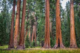 Majestic Sequoia Tree Seeds For Planting