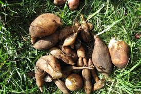Yacon Planting Seeds - Grow Fresh Fruit At Home Vegetable Seeds