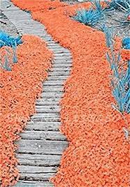 Non-Gmo Orange Creeping Thyme Seeds - 100Pcs Easy Planting Herb Plant Seed