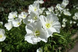 White Evening Primrose Flower Seeds for Planting - Perfect for Adding Elegance to Your Landscape