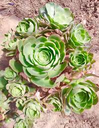 Greenovia Flower Seeds for Planting - Gorgeous Perennial Blooms for Your Garden - Evergrowseeds
