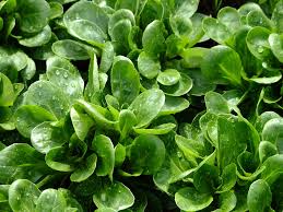 Lamb's Lettuce Vegetable Seeds  Planting Made Simple