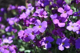 Rock Cress Flower Seeds for PlantingSnow Peak Wildflower Mix Heirloom & GMO Free Seeds for Home Garden
 
 Sale