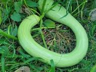 Green Trombocino Vegetable Planting Seeds for Your Garden