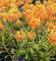 Orange Paphiopedilum Flower seeds for Planting - Low Maintenance, Heirloom & GMO Free Seeds for Home Garden