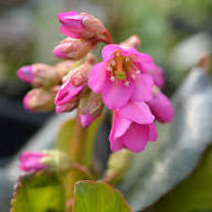 Red Bergenia Cordifolia Flower seeds for Planting - Compact Growth, Heirloom & GMO Free Seeds for Home Garden