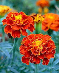 Red Marigold Seeds for Planting - Annual Flower for Bright Borders