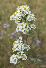 White Prairie Aster Planting Seeds  Perfect for Garden Planting