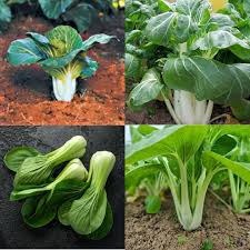 Bok Choy Seeds for Planting | Easy Growing Guide for Healthy Harvests