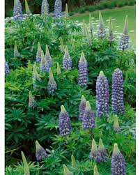 Lupine Popsicle Blue Seeds for Vibrant Lupine Flowers