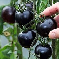 Lavender Tomato Seeds - Perfect for Planting
