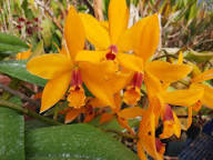 Orange Paphiopedilum Flower seeds for Planting - Low Maintenance, Heirloom & GMO Free Seeds for Home Garden