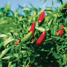 Chile Pepper Planting Seeds for Vegetable Gardens