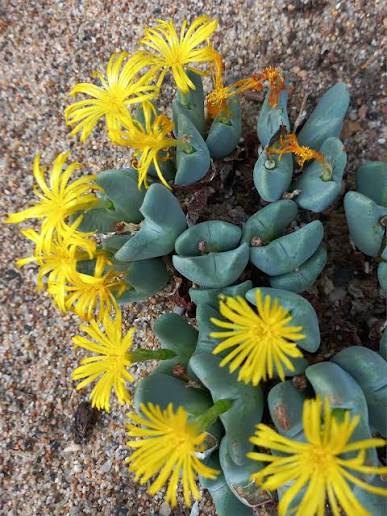 Yellow Conophytum Flower Planting Seed for Plantings for Planting Seed for Planting for Unique and Compact Blooms Heirlo