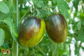 Atomic Tomato Seeds: Ideal for Planting