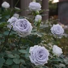Blue Gray Rose Flower Seeds for Planting Long Bloom Season Heirloom & GMO Free Seeds for Home Garden
 
 Sale