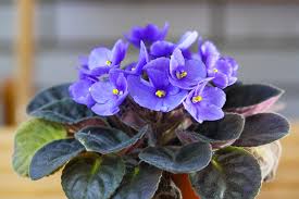 Purple White African Violet Flower seeds for Planting - Colorful Display, Heirloom & GMO Free Seeds for Home Garden