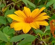 Yellow Tithonia Diversifolia Sunflower Tree  Seeds for Planting a Vibrant Garden