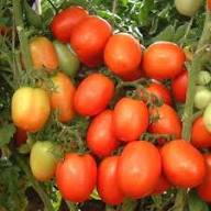 Phoenix Hybrid Tomato Seeds, Planting