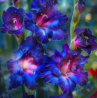 Pink Blue Gladiolus Flower Seeds for Planting Shade Tolerant Heirloom & GMO Free Seeds for Home Garden
 
 Sale