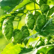 Green Humulus Lupulus Flower seeds for Planting - Cut Flower Favorite, Heirloom & GMO Free Seeds for Home Garden