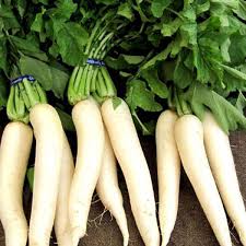 Radish Vegetable Seeds for Planting