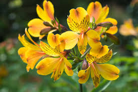 Yellow Alstroemeria Flower Seeds Planting
