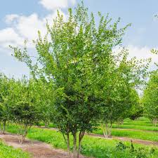 Zelkova Sinica Tree Planting  Seed for Thriving Growth and Stunning Shade in Your Landscape