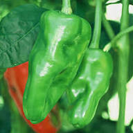 Green Padron Vegetable Seeds for Planting