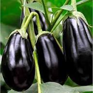Black Eggplant Vegetable Seeds for Planting | Grow Delicious Eggplants at Home